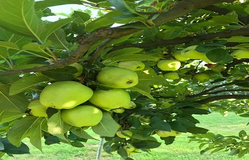 Maturazione